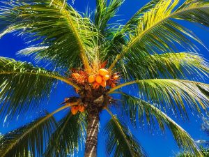 Cocotero o Palma de Coco (Cocos Nucifera)